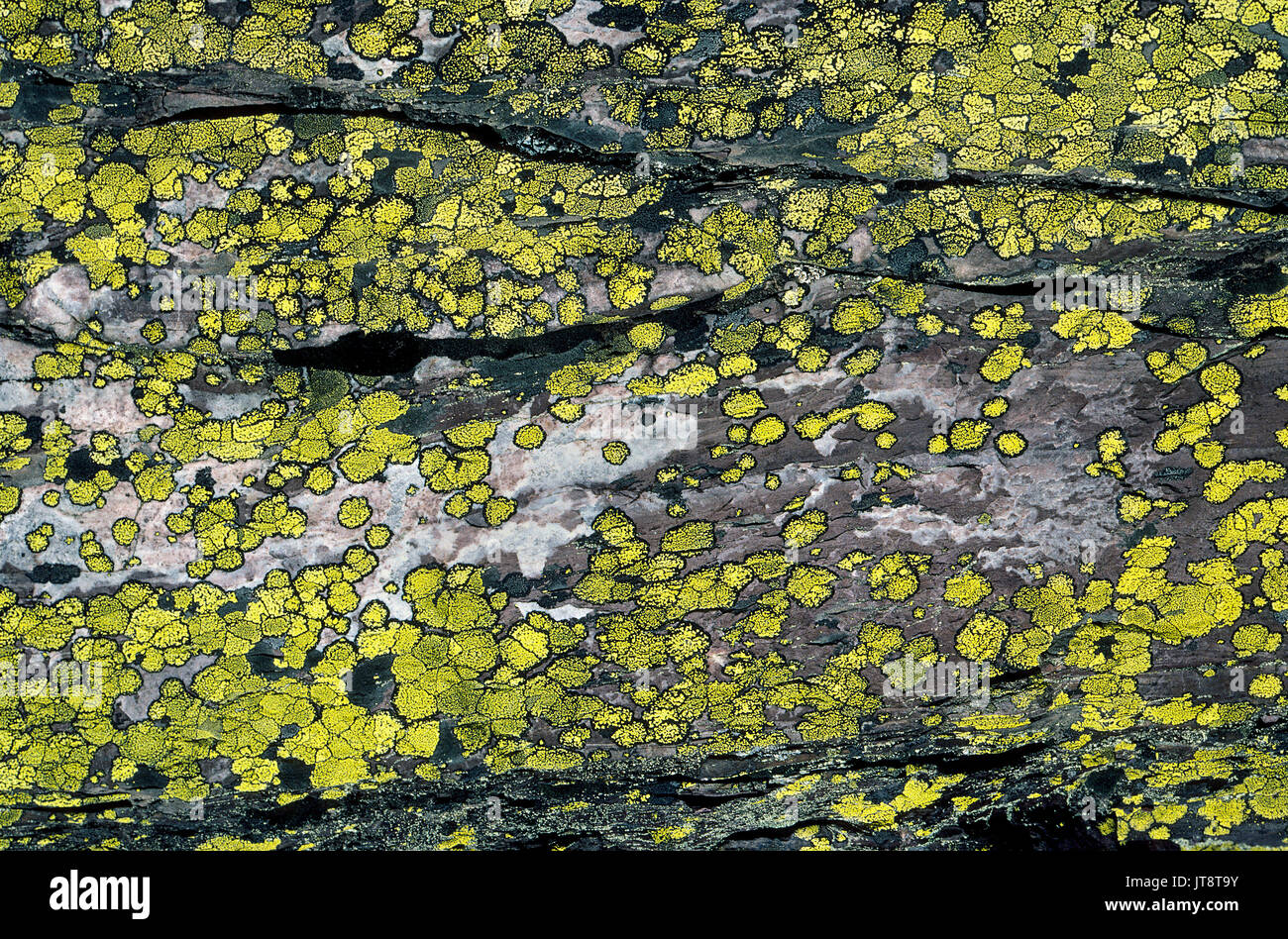 Diese gelben Flechten wachsen auf einem großen Felsen mit einem interessanten Natur Studie, sowie eine interessante Hintergrund. Die lebenden Organismen sind eine Kombination aus einem Pilz, hat eine symbiotische Beziehung mit Algen oder Bakterien. Flechten gilt als eines der frühesten Lebensformen und Termine Die auf mindestens 400 Millionen Jahren. Diese werden als Karte Flechten (Rhizocarpon geographicum) und jede gelbe Patch hat einen schwarzen Rand von Sporen. Stockfoto