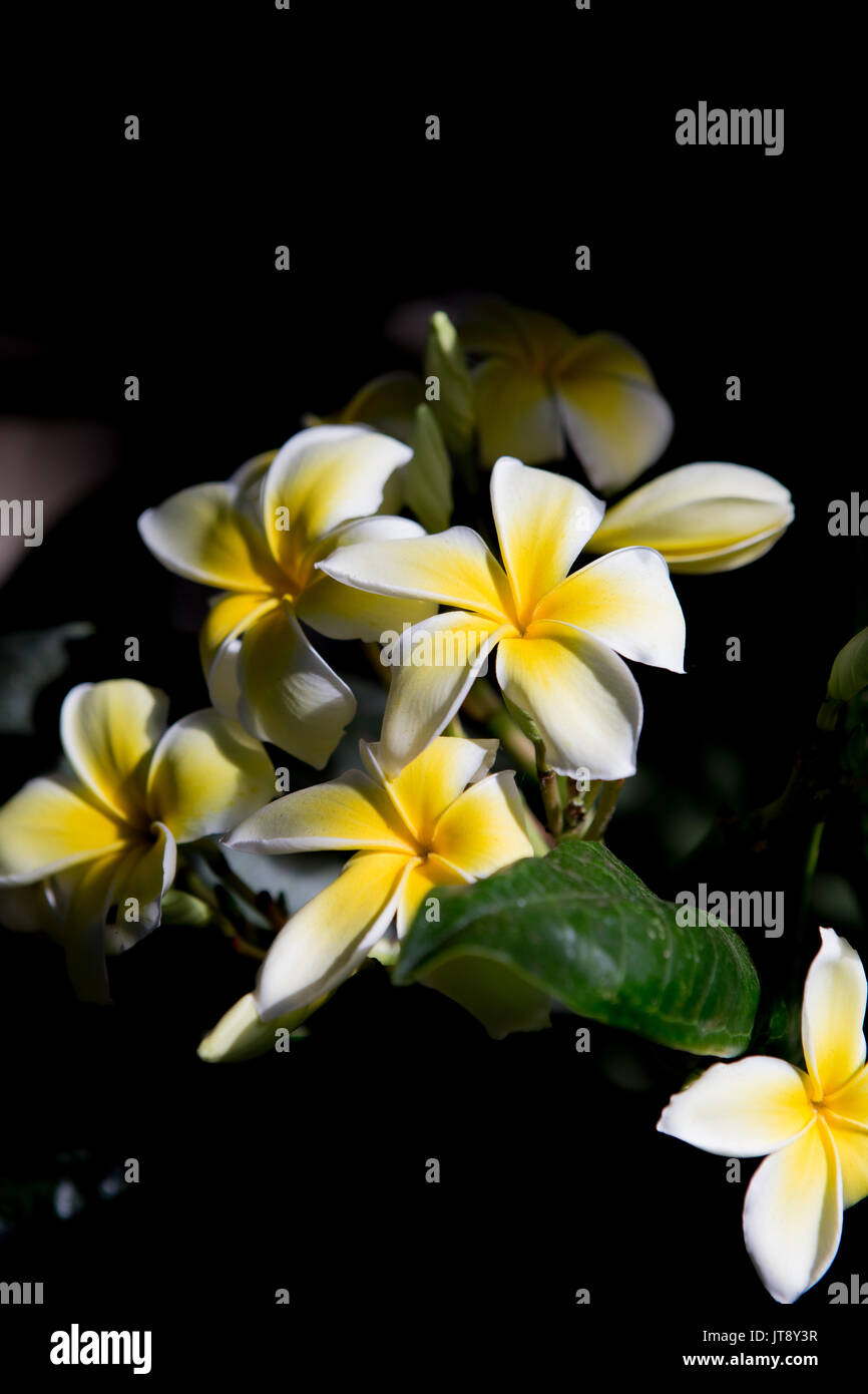 Gelbe und weiße Plumeria frangipani Blumen blühen in einem Garten in Südkalifornien Stockfoto