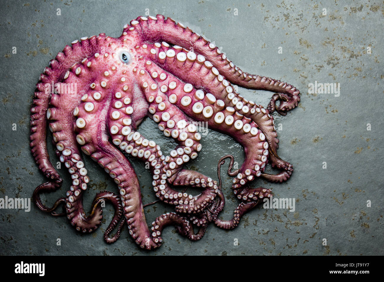 Meeresfrüchte Octopus. Ganz frischen, rohen Tintenfisch auf grauem