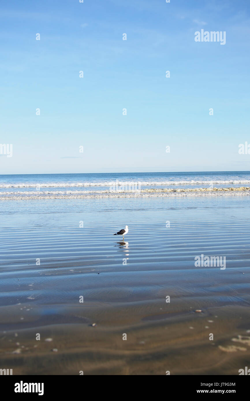 Südlichen schwarz - Möwe am Ninety Mile Beach gesichert, Neuseeland Stockfoto