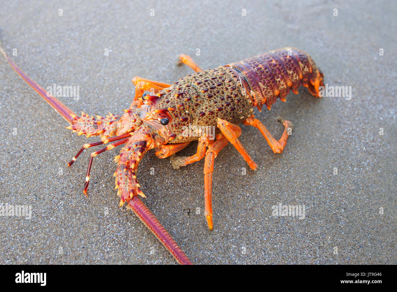 In der Nähe von Southern Rock Lobster am Strand Stockfoto