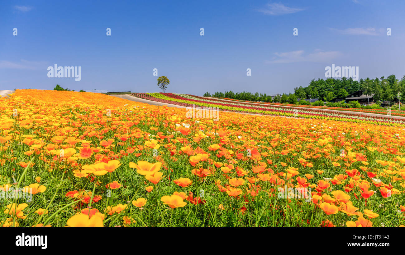 Panoramablick auf die szene bunte Blume Bereich im Sommer in Hokkaido, Japan. Stockfoto