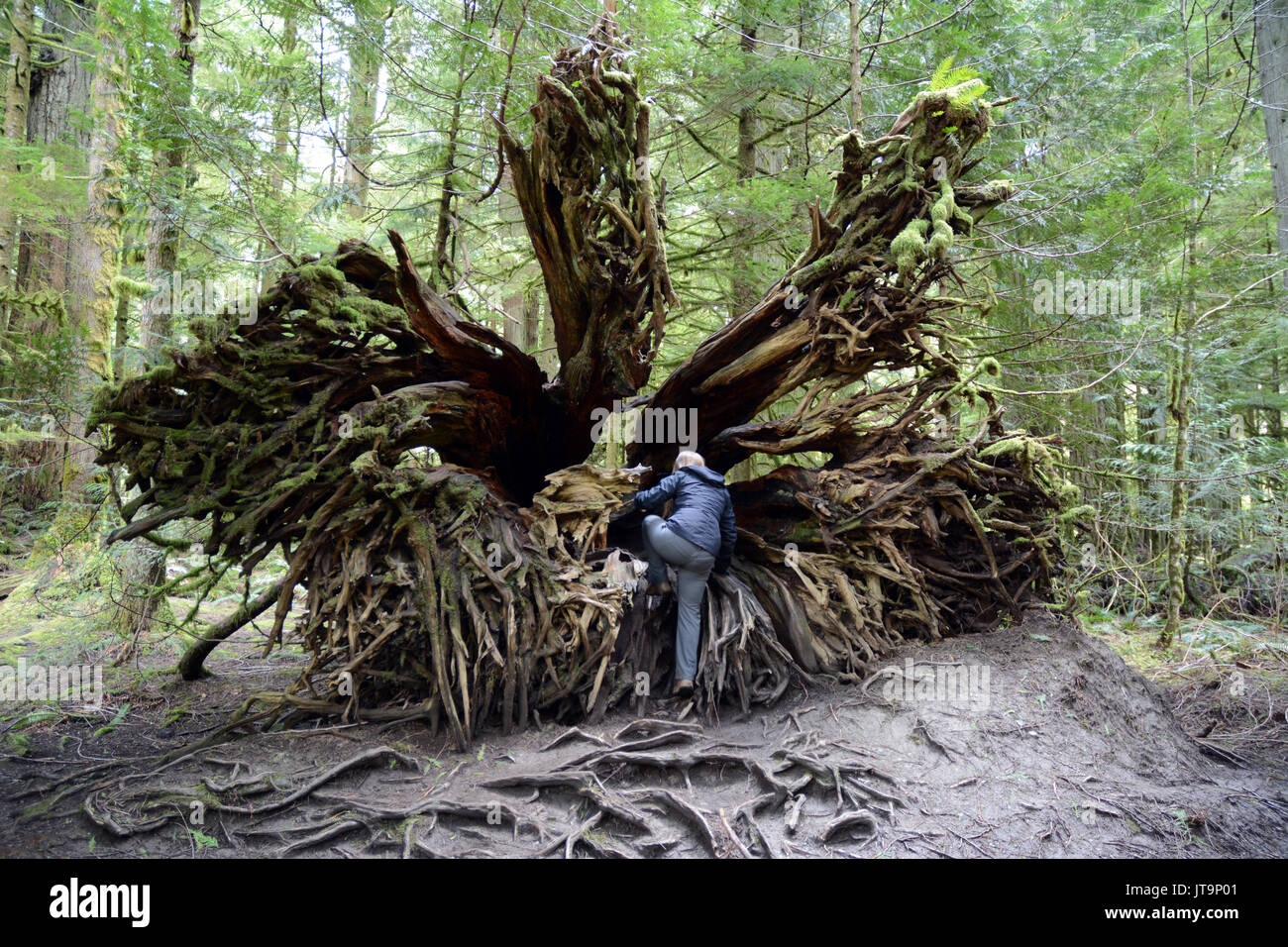 Eine Frau klettern auf einen gefallenen Red Cedar Tree root-Struktur im Cathedral Grove, in der Nähe von Port Alberni, Vancouver Island, British Columbia, Kanada. Stockfoto