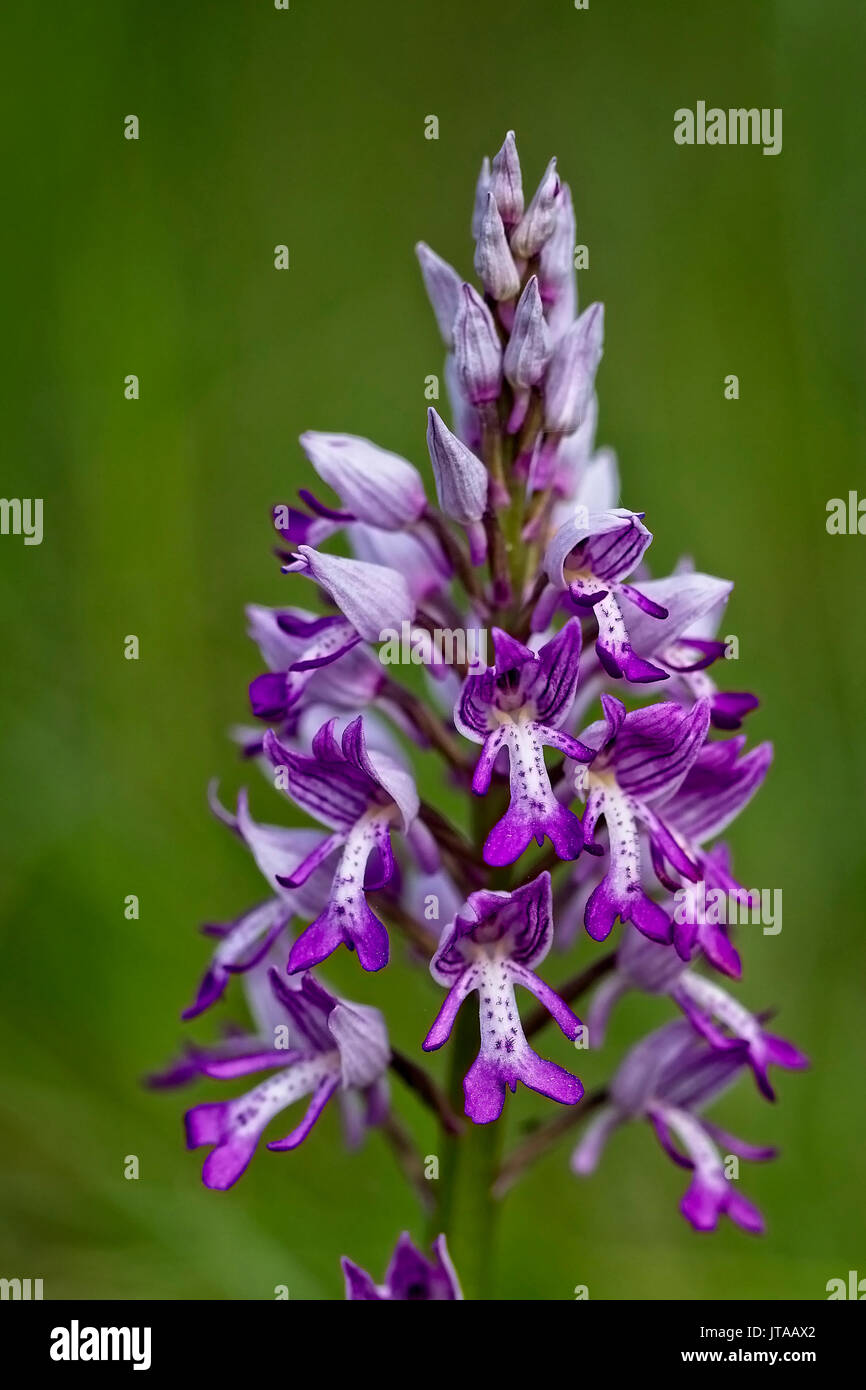 Helm-knabenkraut (Orchis militaris), Eifel, Deutschland. Stockfoto