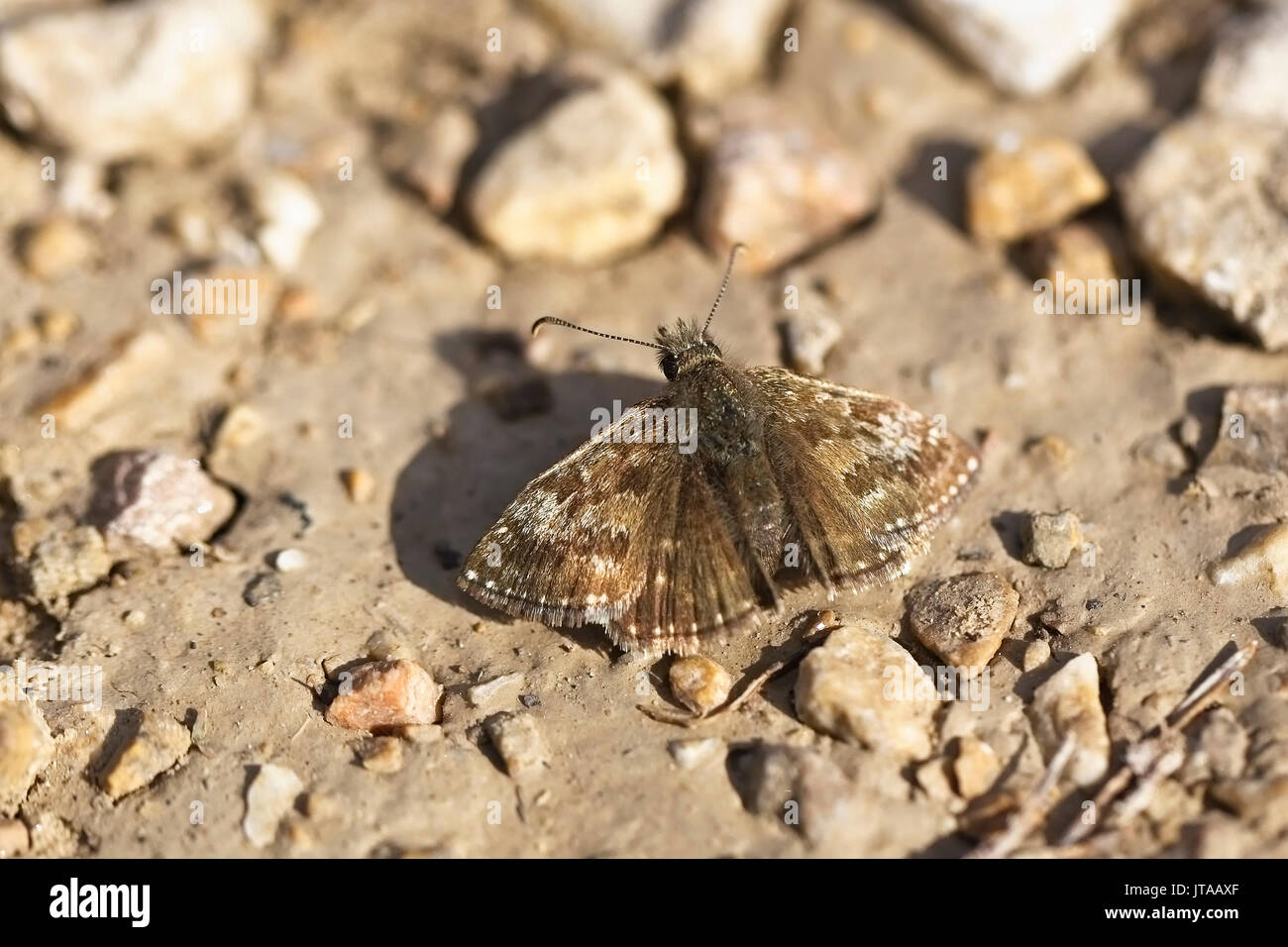 Schmuddelig Skipper, (erynnis Tages), ausruhen, Eifel, Deutschland. Stockfoto