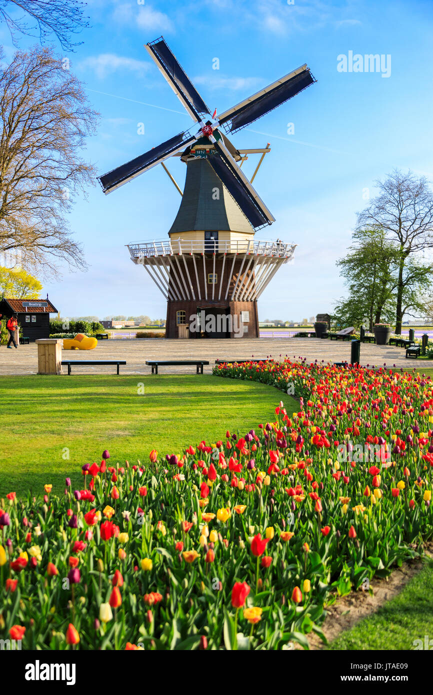 Typische Windmühle durch bunte Tulpen in voller Blüte gerahmt, Botanischer Garten, Keukenhof Lisse, Südholland, Niederlande Stockfoto