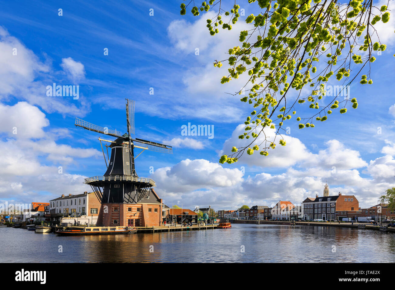 Zweige Frame die Mühle De Adriaan reflektiert in einem Kanal des Flusses Spaarne, Haarlem, Nord Holland, Niederlande Stockfoto