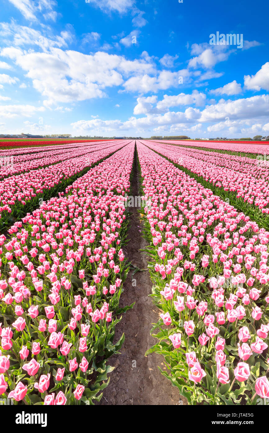 Blue Sky auf Reihen von rosa Tulpen in voller Blüte in den Bereichen Oude-Tonge, Goeree-Overflakkee, Südholland, Niederlande, Europa Stockfoto