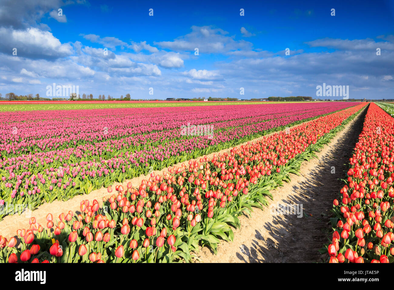 Bunte Tulpen in den Bereichen Oude-Tonge im Frühling blühen, Oude-Tonge, Goeree-Overflakkee, Südholland, Niederlande Stockfoto