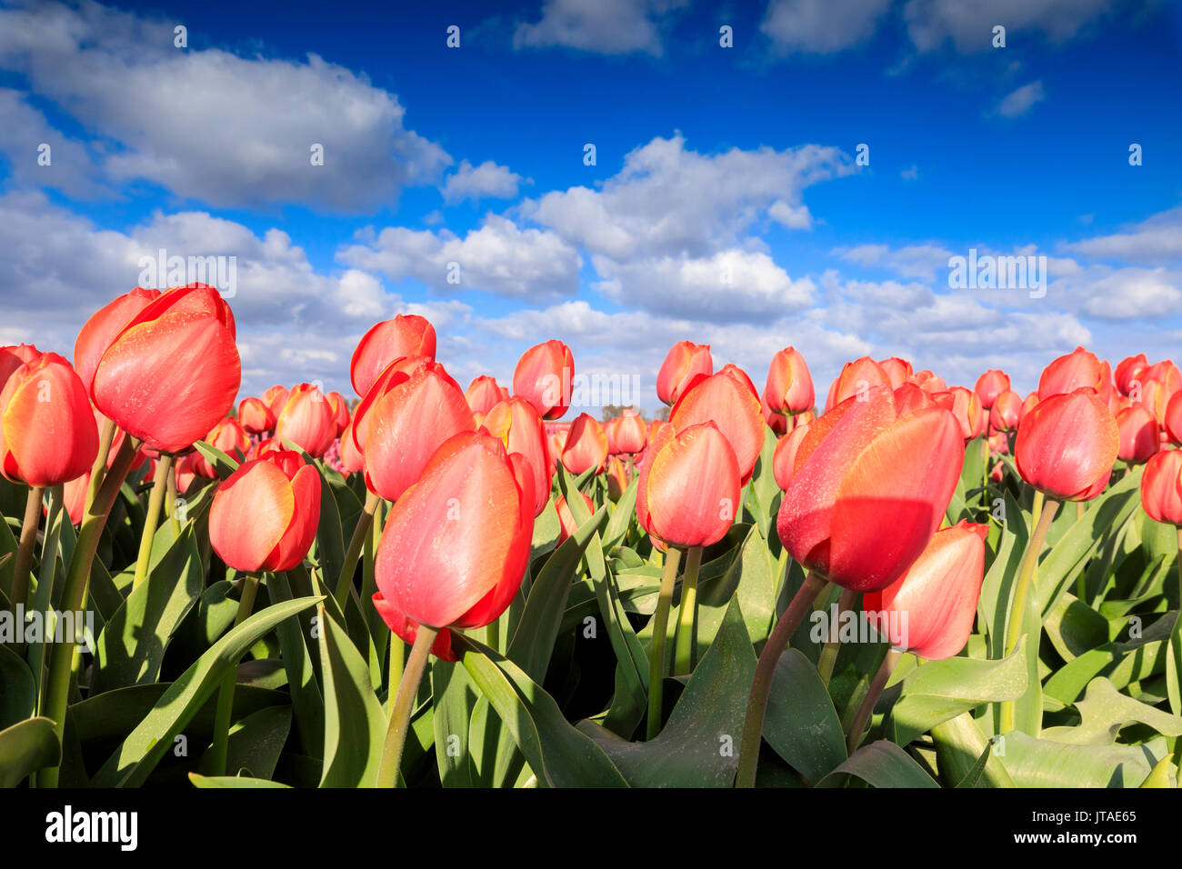 Nahaufnahme von roten Tulpen im Frühling blühen in den Bereichen Oude-Tonge, Goeree-Overflakkee, Südholland, Niederlande Stockfoto