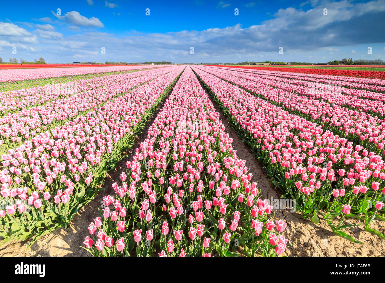 Blue Sky auf Reihen von rosa Tulpen in voller Blüte in den Bereichen Oude-Tonge, Goeree-Overflakkee, Südholland, Niederlande, Europa Stockfoto