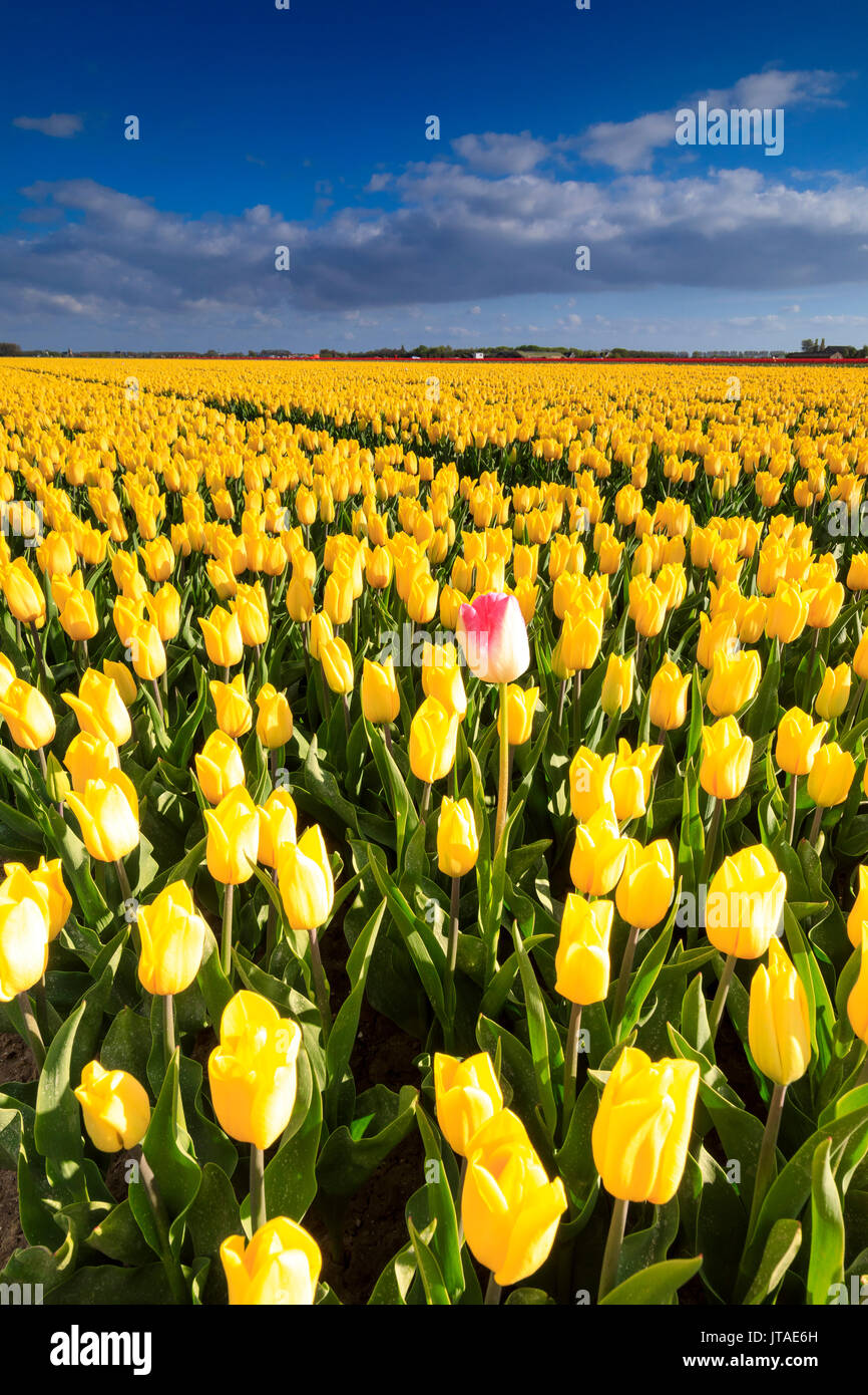 Blauer Himmel und Wolken in den Bereichen gelben Tulpen in Blüte, Oude-Tonge, Goeree-Overflakkee, Südholland, Niederlande Stockfoto