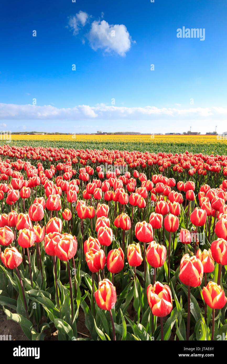 Bunte Tulpen in den Bereichen Oude-Tonge im Frühling blühen, Oude-Tonge, Goeree-Overflakkee, Südholland, Niederlande Stockfoto