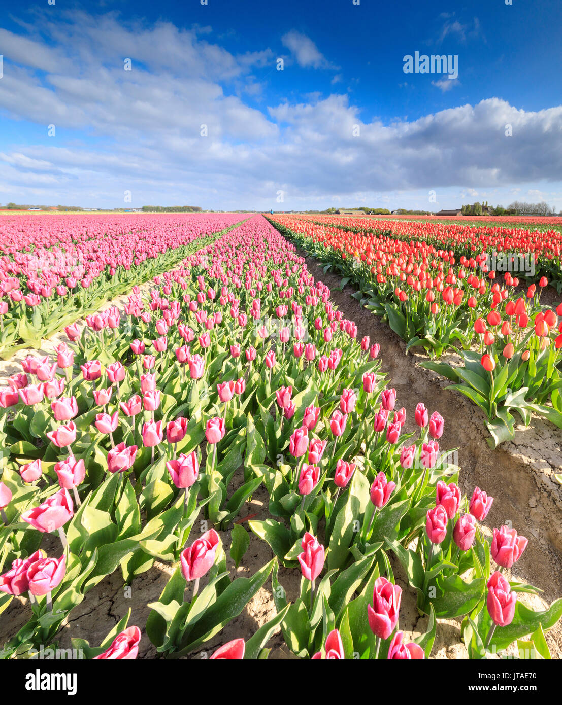 Panorama von bunten Tulpen im Frühling blühen, Oude-Tonge, Goeree-Overflakkee, Südholland, Niederlande, Europa Stockfoto