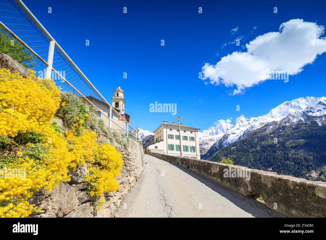 Gelbe Blüten und schneebedeckten Gipfeln auf der Fahrbahn nach Soglio, Maloja, Bergell, Engadin, Kanton Graubünden, Schweiz Stockfoto