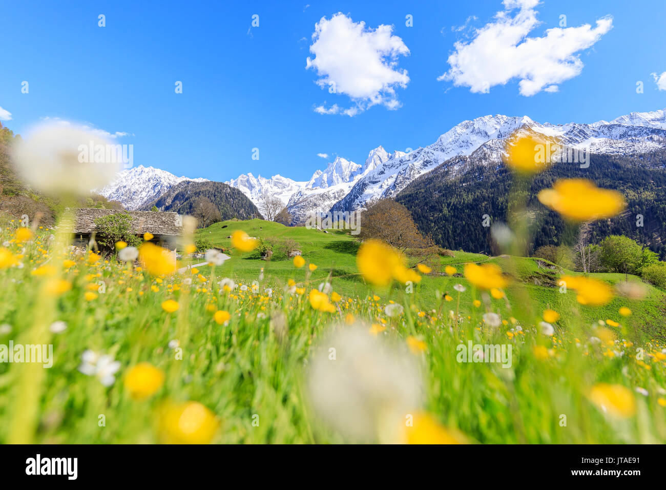 Löwenzahn und Blumen von schneebedeckten Gipfeln umrahmt, Soglio, Maloja, Bergell, Engadin, Kanton Graubünden, Schweiz Stockfoto