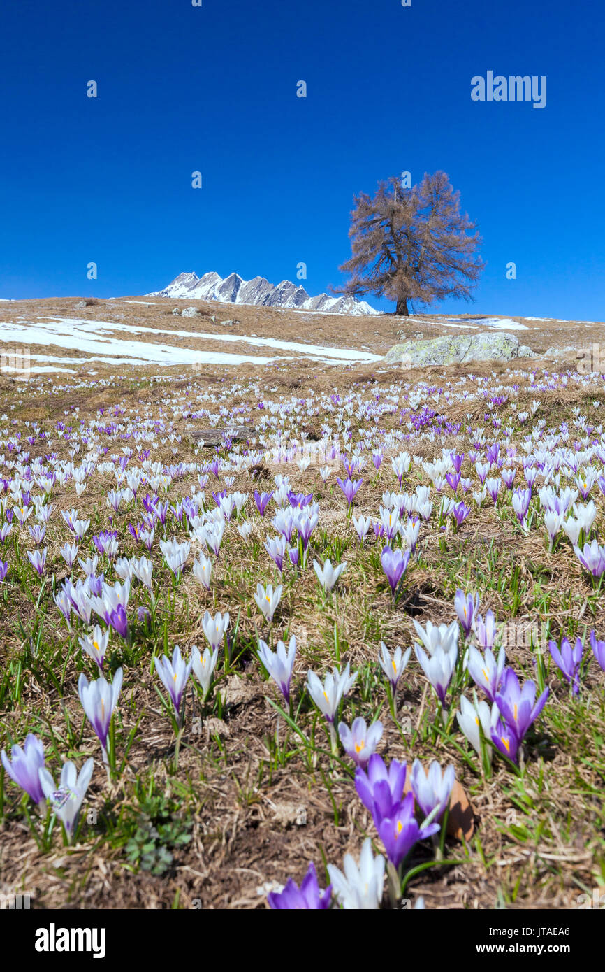 Blue Sky auf die bunten Krokusse Blumen in voller Blüte, Alpe Granda, Sondrio Provinz, Masino Tal, Valtellina, Lombardei, Italien Stockfoto