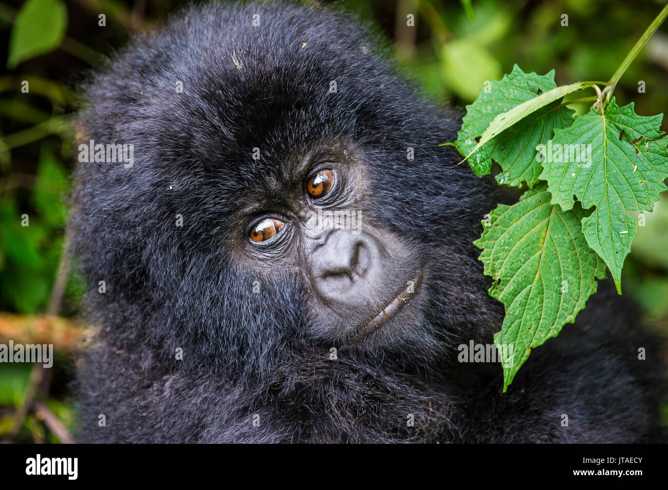 Junger Berggorilla (Gorilla beringei beringei) im Virunga Nationalpark, UNESCO, Demokratische Republik Kongo Stockfoto