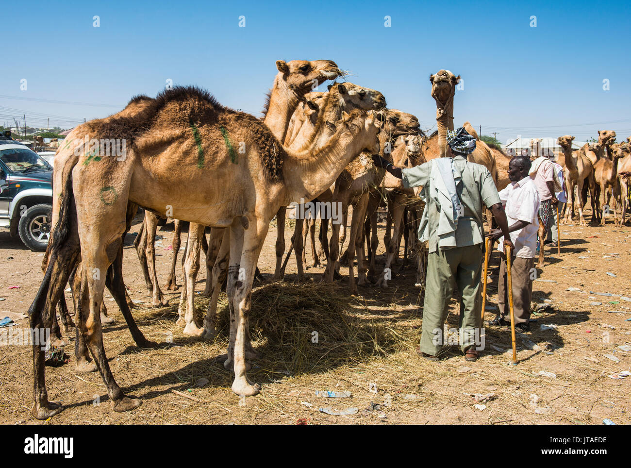 Kamele auf dem Kamelmarkt, Hargeisa, Somaliland, Somalia, Afrika Stockfoto