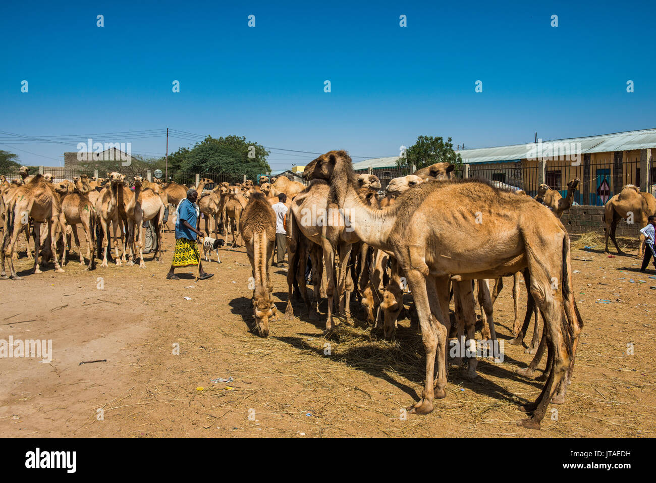 Kamele auf dem Kamelmarkt, Hargeisa, Somaliland, Somalia, Afrika Stockfoto