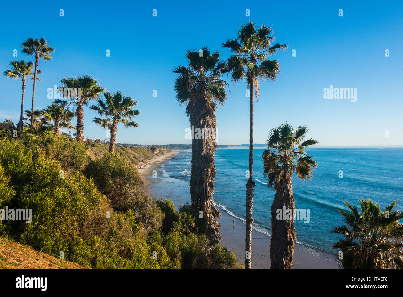 Palmen oberhalb der Klippen in Cardiff, Kalifornien, Vereinigte Staaten von Amerika, Nordamerika Stockfoto