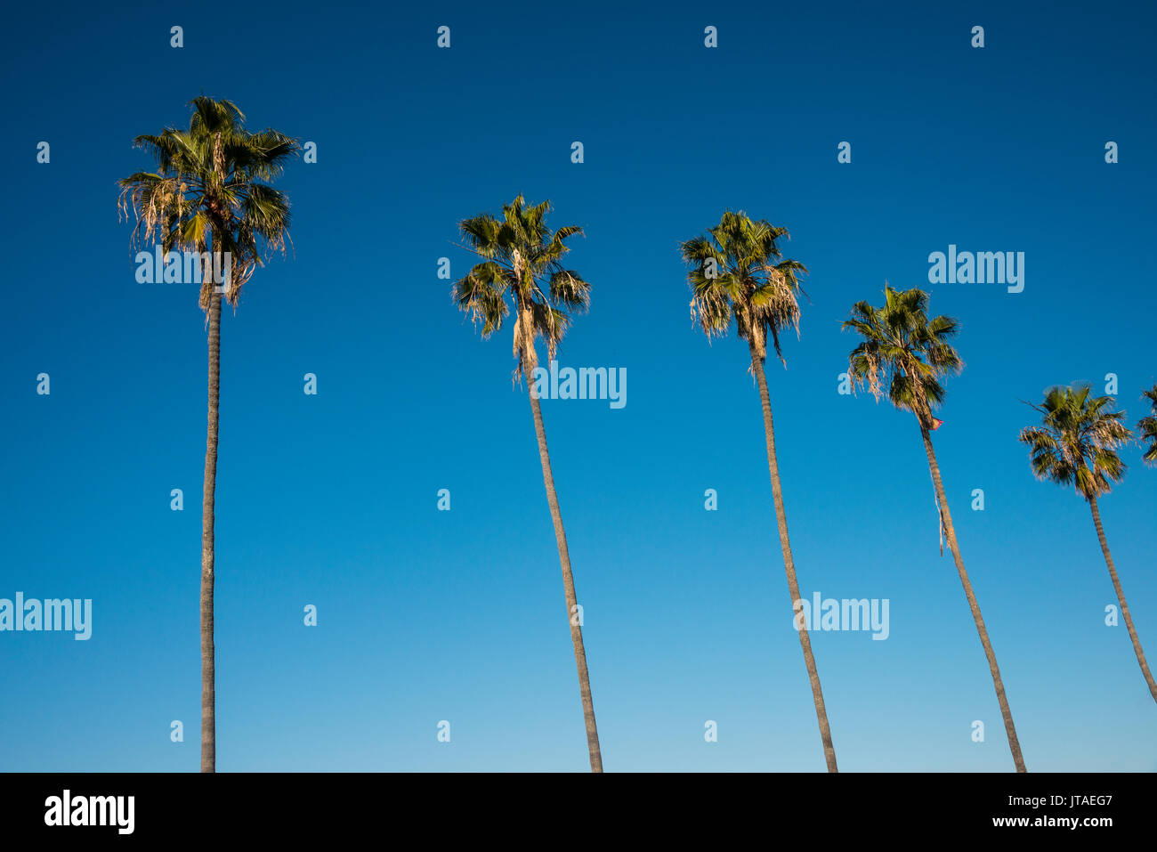 Palmen am Strand von La Jolla, Kalifornien, Vereinigte Staaten von Amerika, Nordamerika Stockfoto