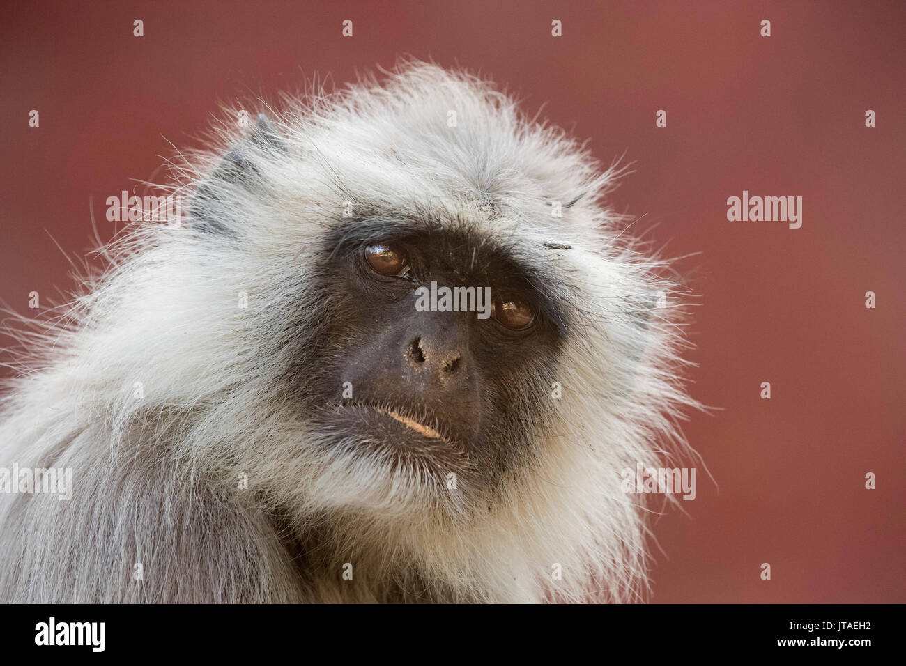 Langur Affe (Semnopithecus Entellus), Rajasthan, Indien, Asien Stockfoto