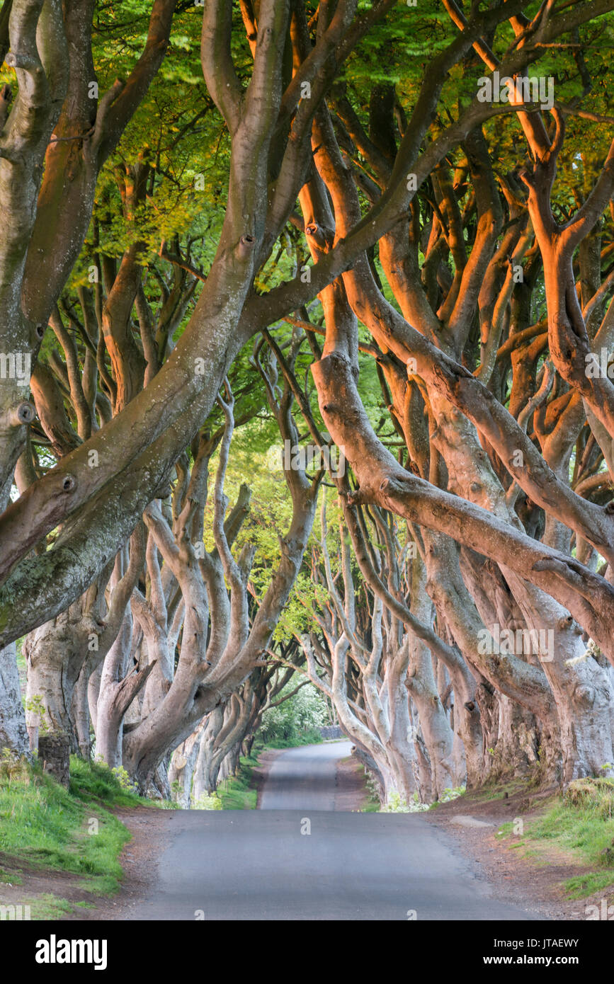 Dunkle Hecken in der Nähe von Stanocum, County Antrim, Ulster, Nordirland, Großbritannien, Europa Stockfoto