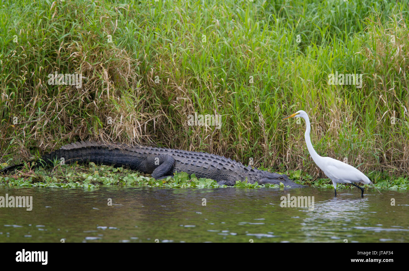 Silberreiher (Ardea alba) und American alligator (Alligator mississippiensis) Myakka River State Park, Florida, USA Stockfoto