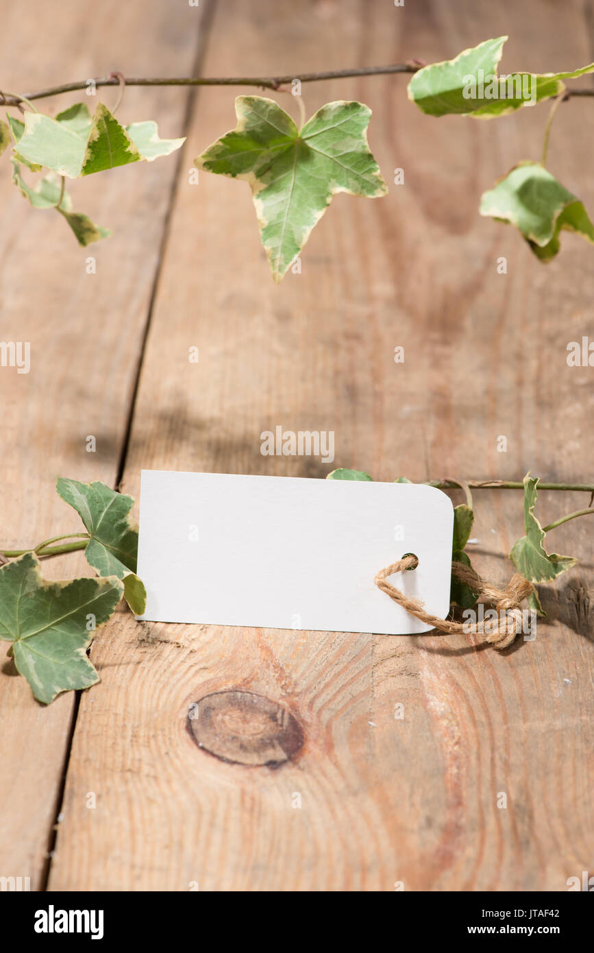 Grünes Blatt mit leeren Tag auf hölzernen Hintergrund Stockfoto