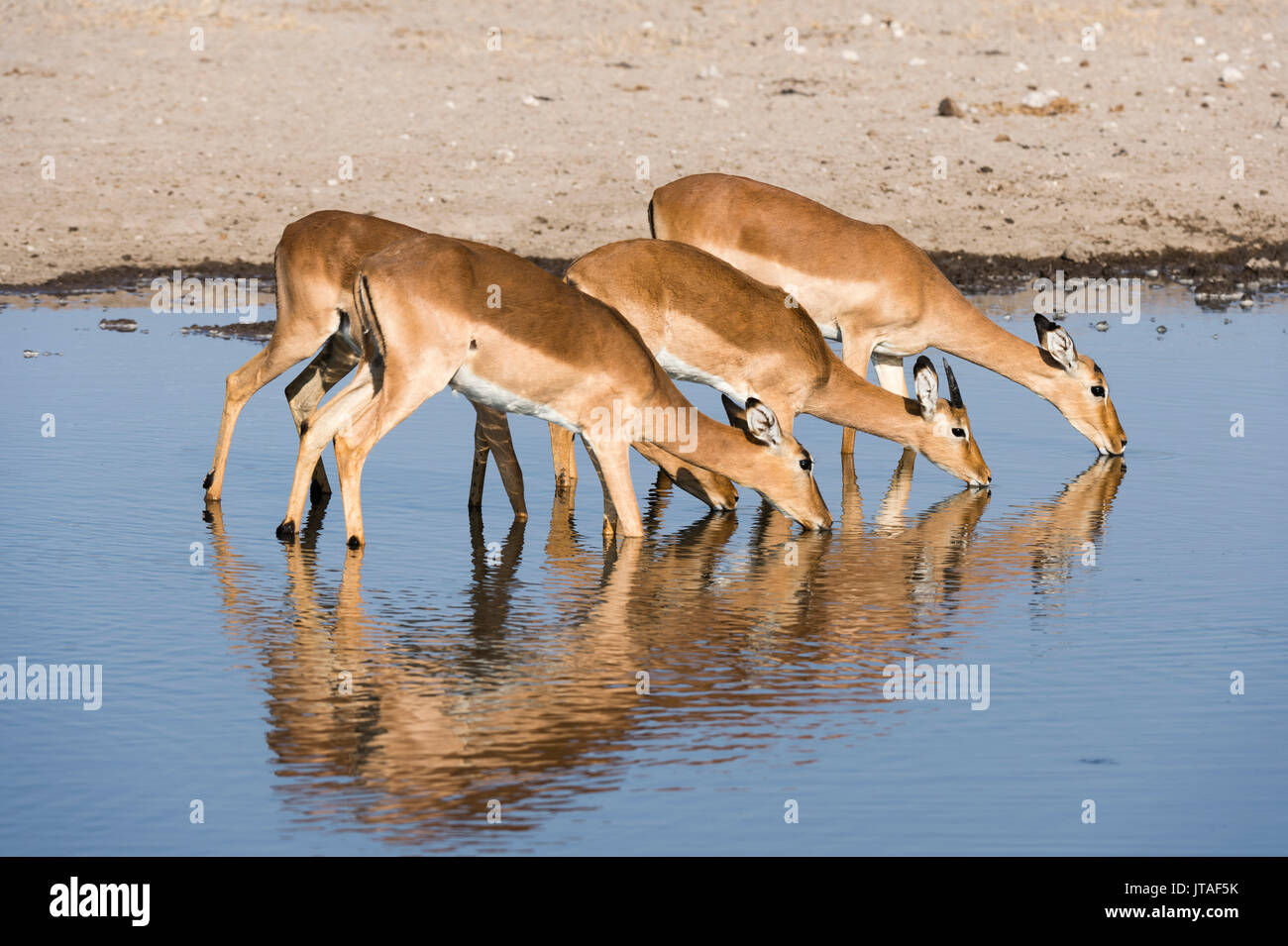 Vier impala Weibchen (Aepyceros melampus) trinken, Botswana, Afrika Stockfoto