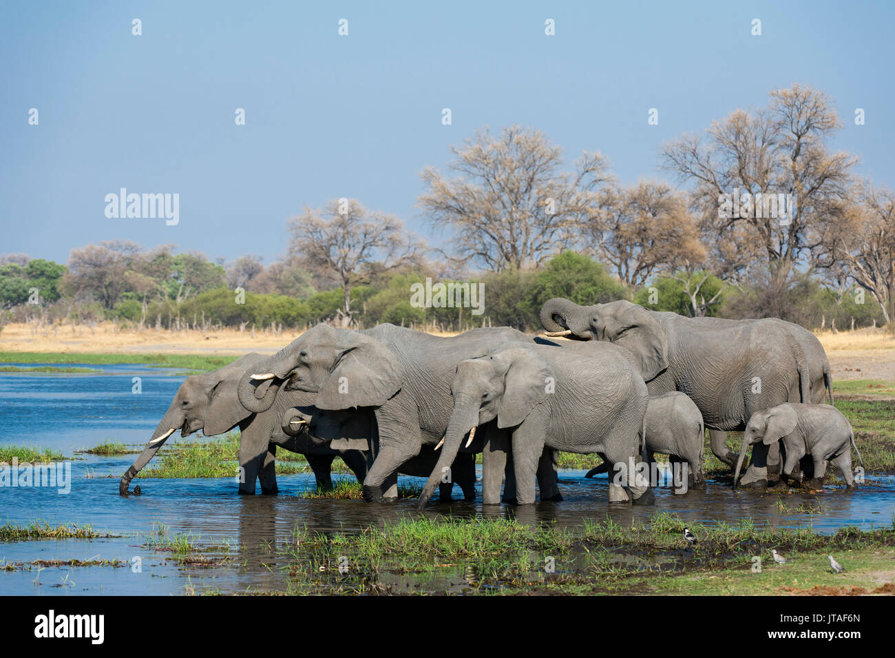 Afrikanische Elefanten (Loxodonta africana) Alkoholkonsum in der Khwai River, Botswana, Afrika Stockfoto