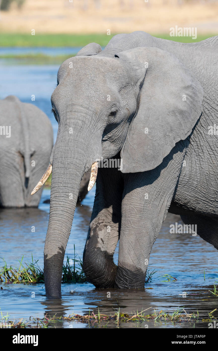 Ein Afrikanischer Elefant (Loxodonta africana) Alkoholkonsum in der Fluss Khwai, Okavango Delta, Botswana, Afrika Stockfoto