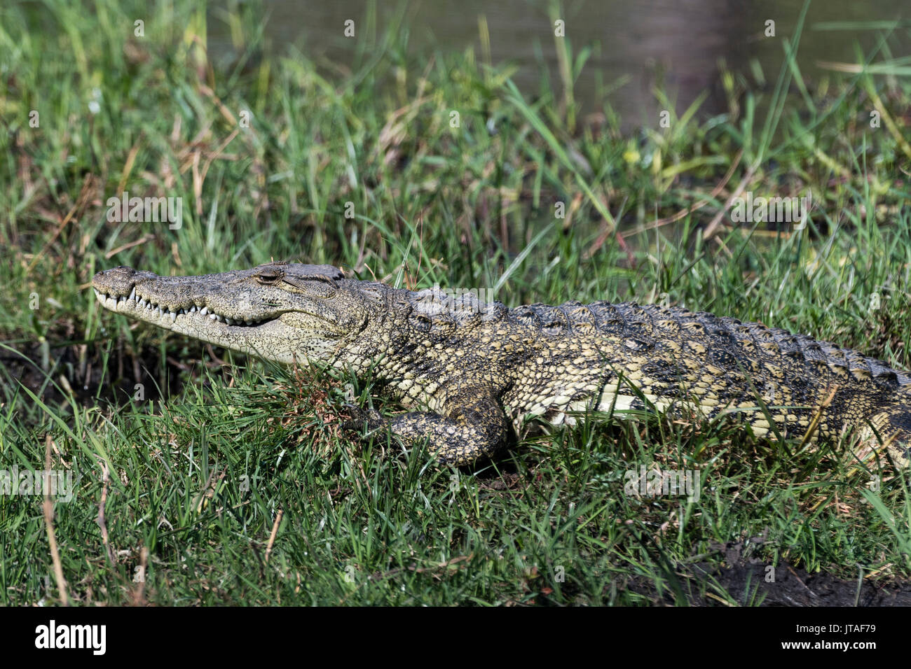 Ein Nilkrokodil (Crocodylus niloticus), am Khwai River Bank, Okavango Delta, Botswana, Afrika Stockfoto
