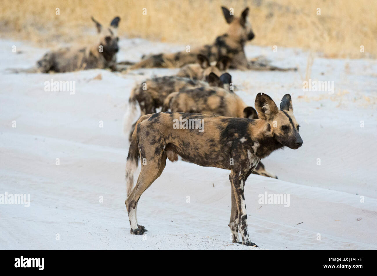 Afrikanischer Wildhund (Lycaon pictus), Savuti, Chobe National Park, Botswana, Afrika Stockfoto