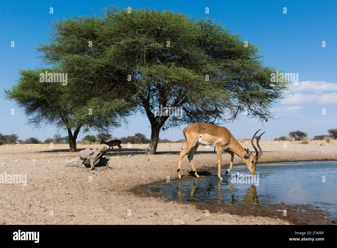 Remote Camera Bild eines Impala (Aepyceros melampus) Alkoholkonsum am Wasserloch, Botswana, Afrika Stockfoto