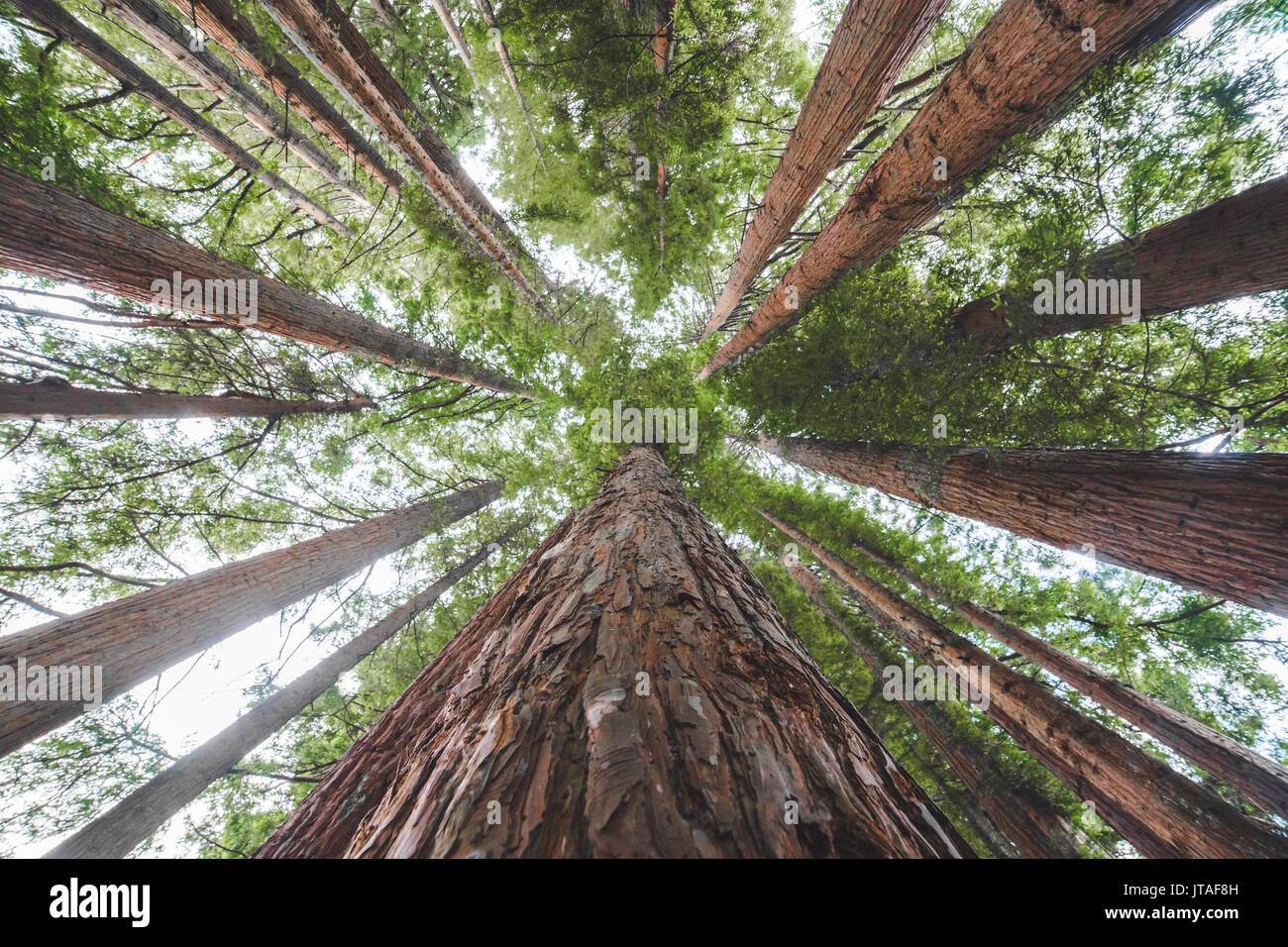 Whakarewarewa rotem Holz, Rotorua, North Island, Neuseeland, Pazifische Stockfoto