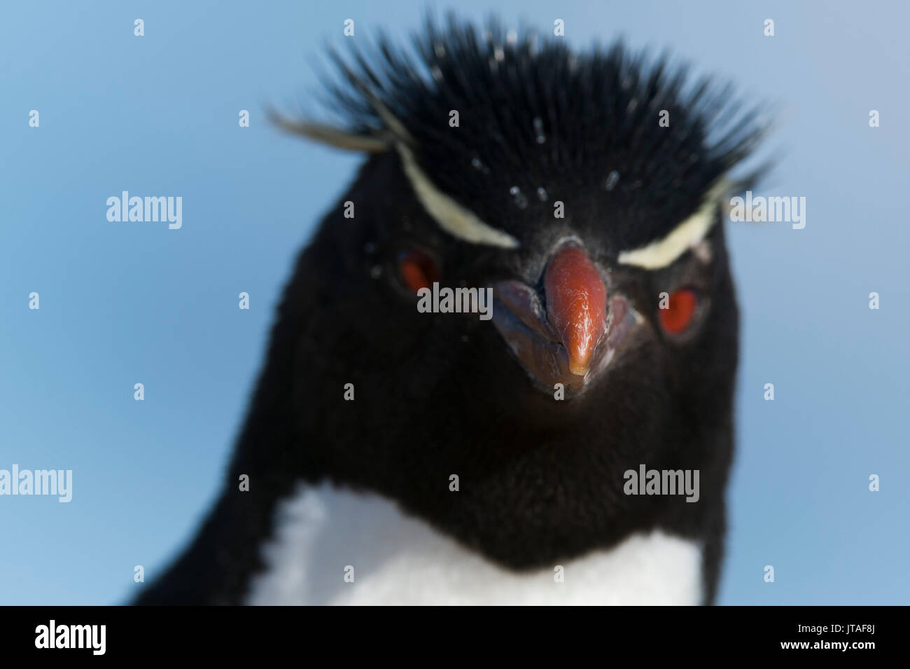 Nahaufnahme, Porträt einer rockhopper Penguin (Eudyptes chrysocome), Falklandinseln Stockfoto