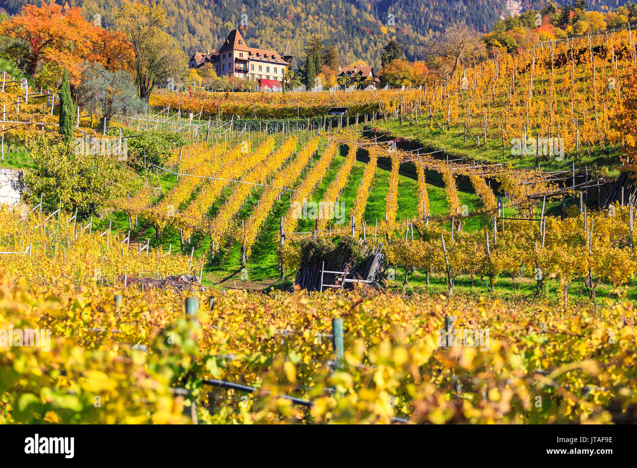 Labers Schloss in der Mitte der Weinberge, Schloss Labers, Meran, Vinschgau, Alto Adige-Sudtirol, Italien, Europa Stockfoto