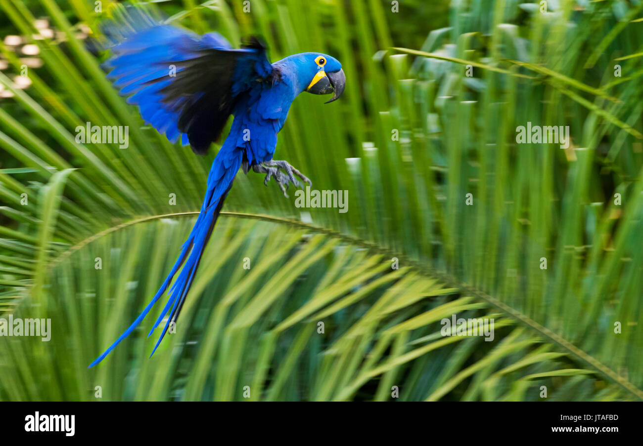 Hyazinthara (Anodorhynchus hyacinthinus) im Flug, Pantanal, Brasilien. Gefährdete Arten. Stockfoto