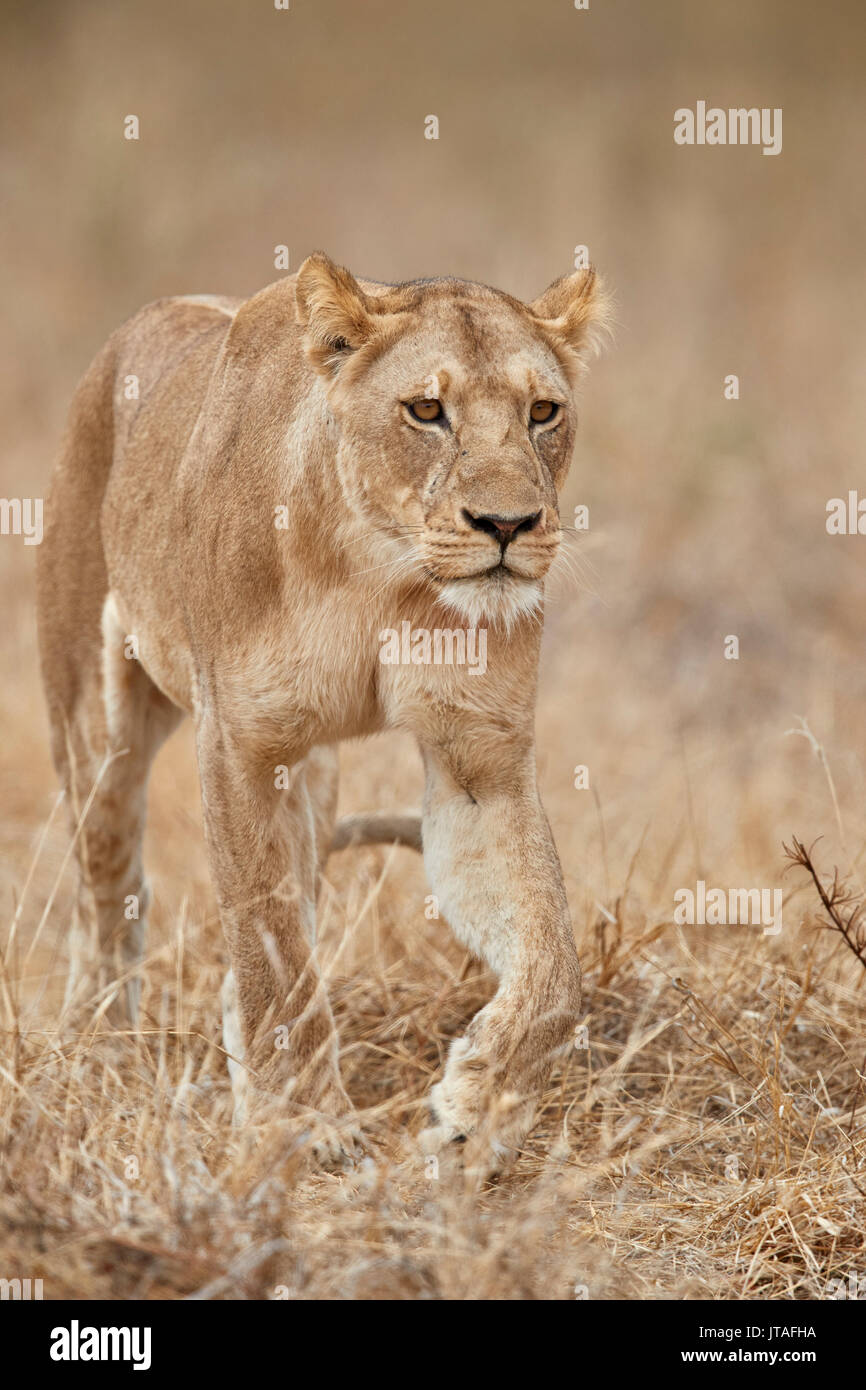 Löwin (Panthera leo), Ruaha Nationalpark, Tansania, Ostafrika, Südafrika Stockfoto