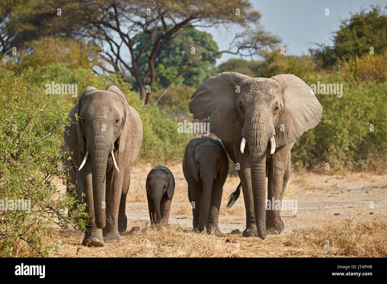 Afrikanischer Elefant (Loxodonta africana) Gruppe, Ruaha Nationalpark, Tansania, Ostafrika, Südafrika Stockfoto