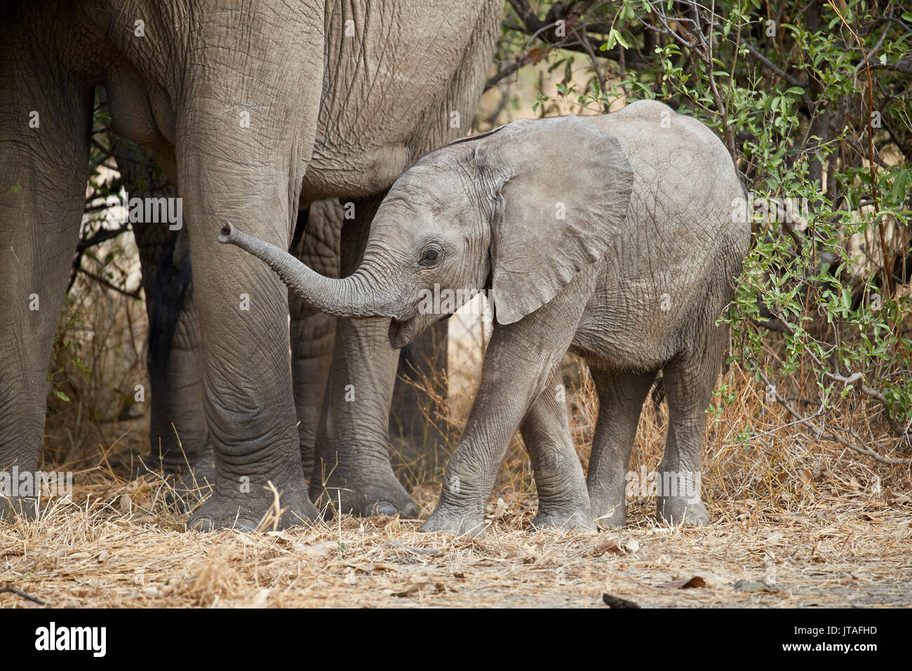 Baby Afrikanischer Elefant (Loxodonta africana), Ruaha Nationalpark, Tansania, Ostafrika, Südafrika Stockfoto