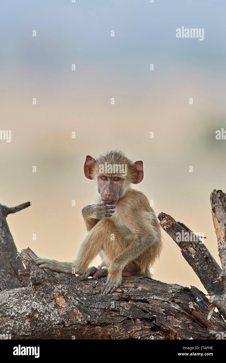 Junge Yellow baboon (Papio cynocephalus), Ruaha Nationalpark, Tansania, Ostafrika, Südafrika Stockfoto