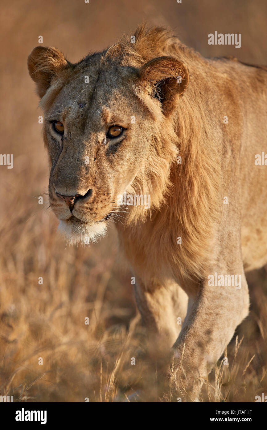 Löwe (Panthera leo), Ruaha Nationalpark, Tansania, Ostafrika, Südafrika Stockfoto
