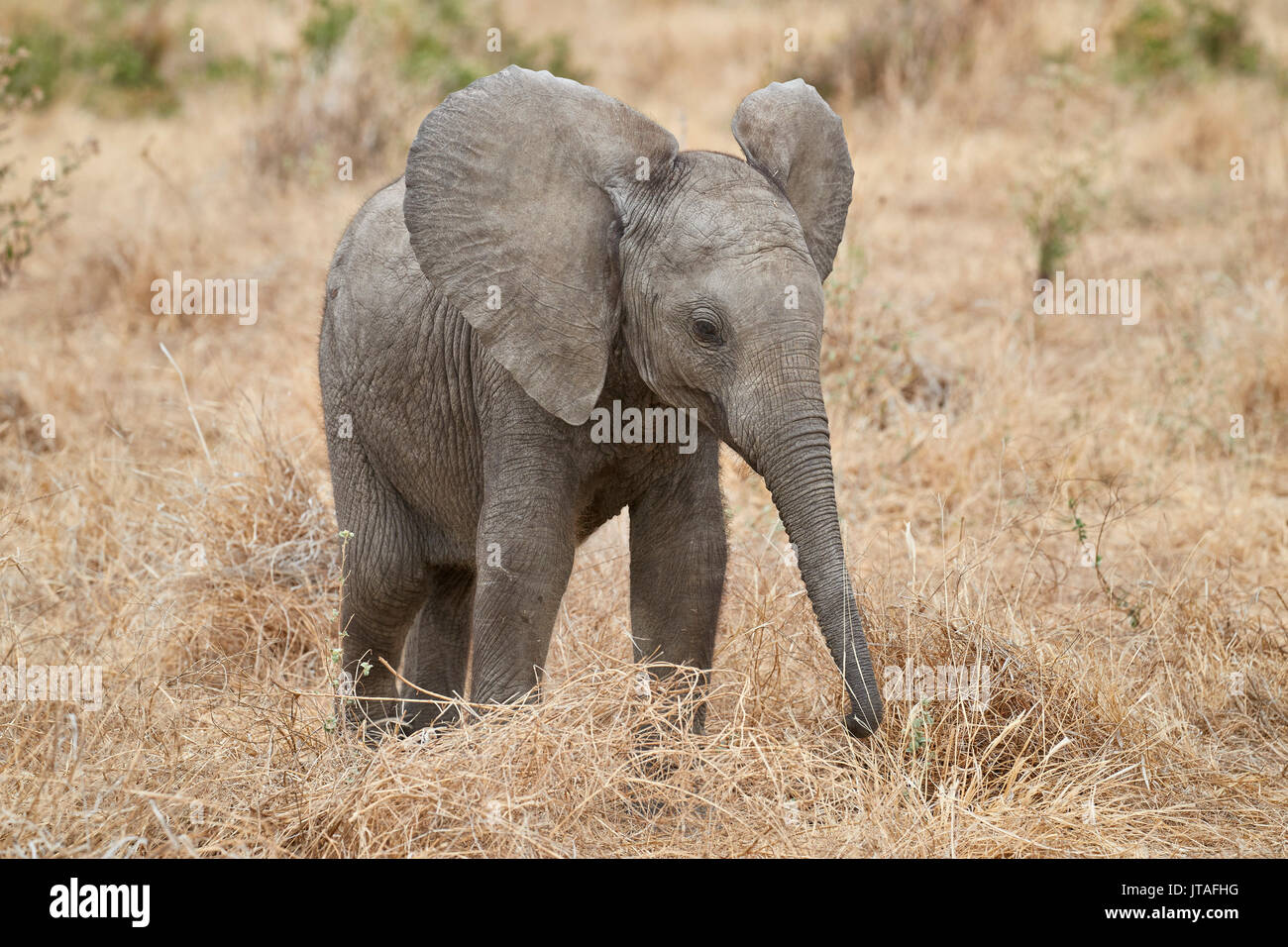 Baby Afrikanischer Elefant (Loxodonta africana), Ruaha Nationalpark, Tansania, Ostafrika, Südafrika Stockfoto