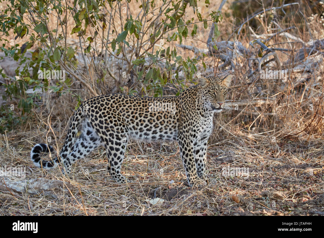 Leopard (Panthera pardus), Ruaha Nationalpark, Tansania, Ostafrika, Südafrika Stockfoto
