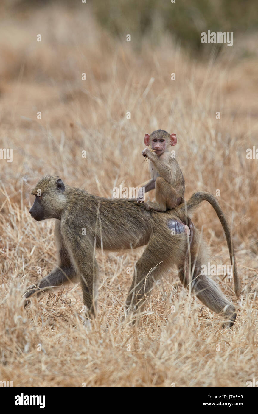 Junge Yellow baboon (Papio cynocephalus) Reiten auf seine Mutter, Ruaha Nationalpark, Tansania, Ostafrika, Südafrika Stockfoto