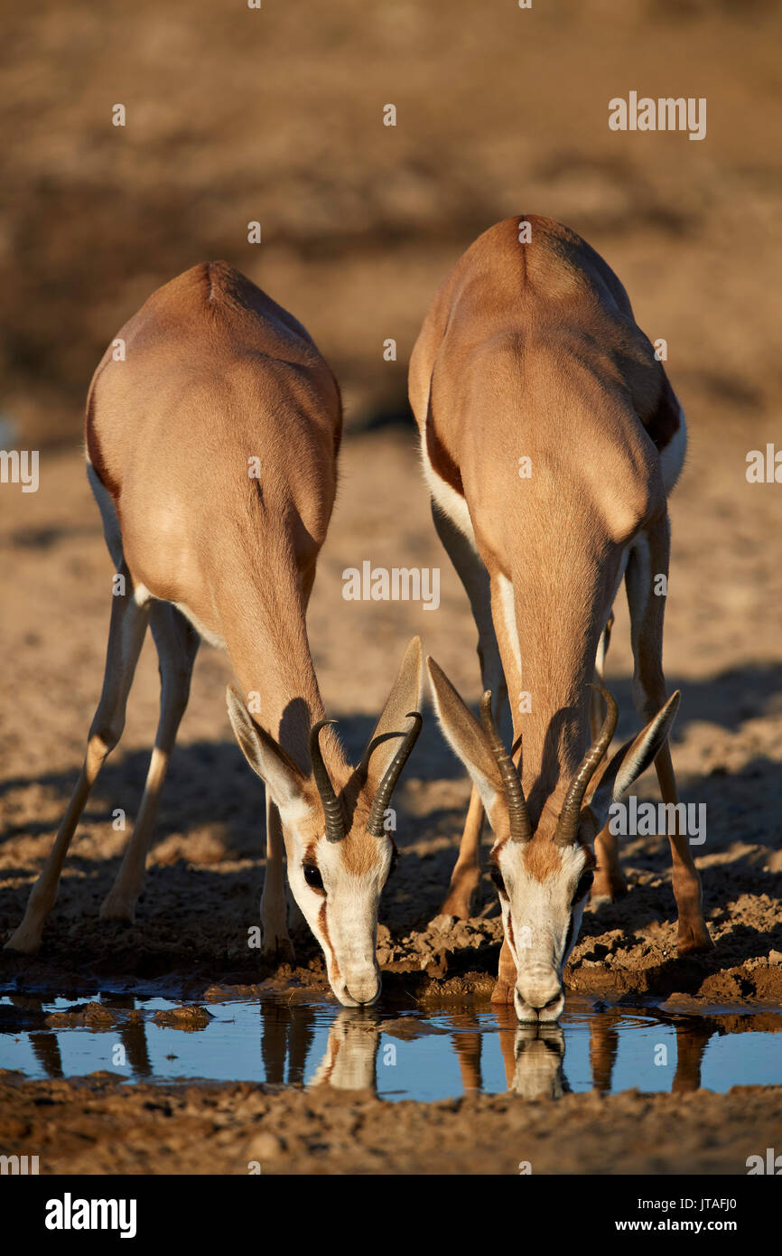 Zwei Springböcke (Antidorcas marsupialis) trinken, Kgalagadi Transfrontier Park, Südafrika, Afrika Stockfoto
