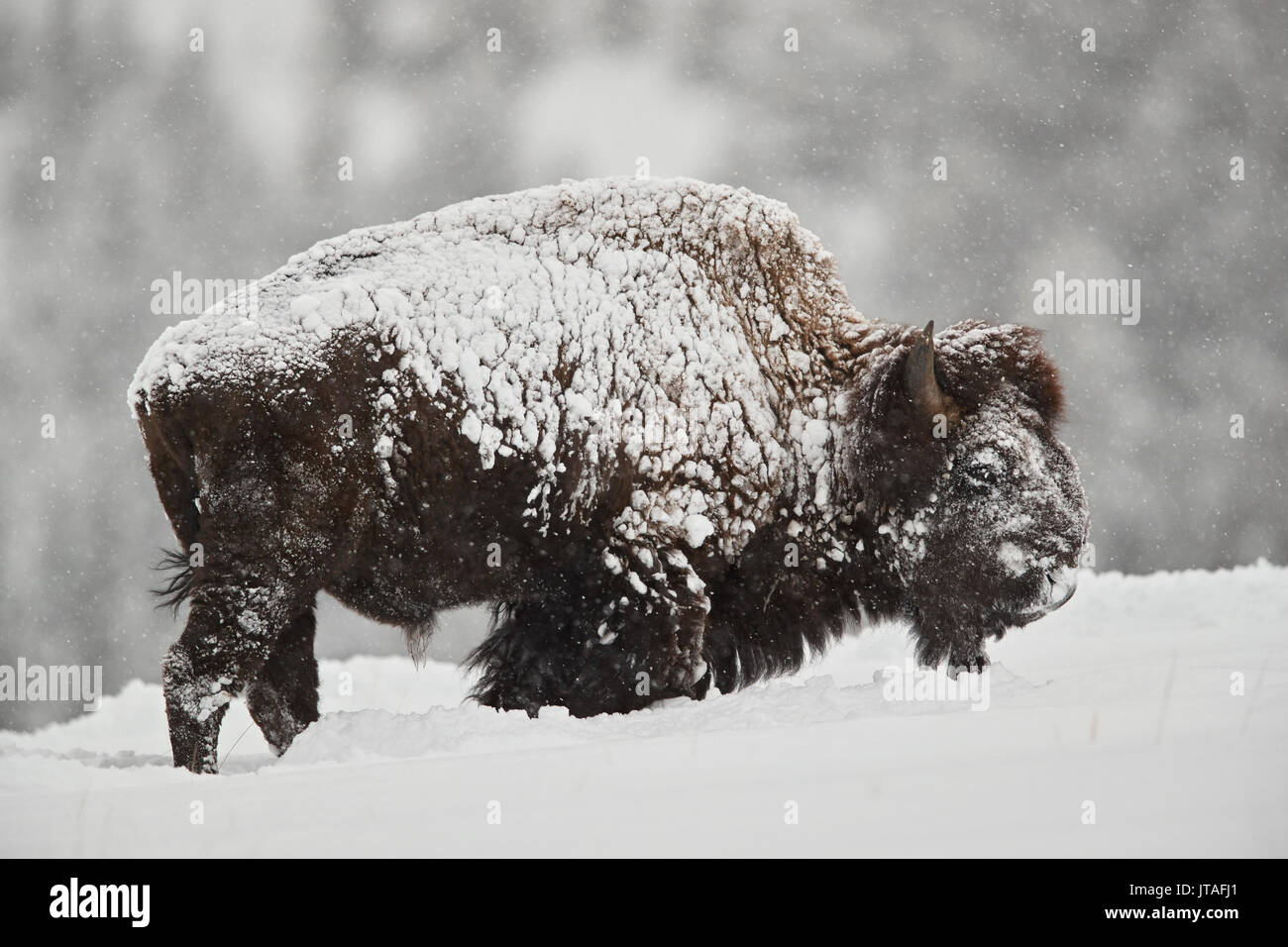 Bison (Bison Bison) Bulle, der im Winter bei Schneefall mit Schnee bedeckt ist, Yellowstone National Park, Wyoming, USA, Nordamerika Stockfoto